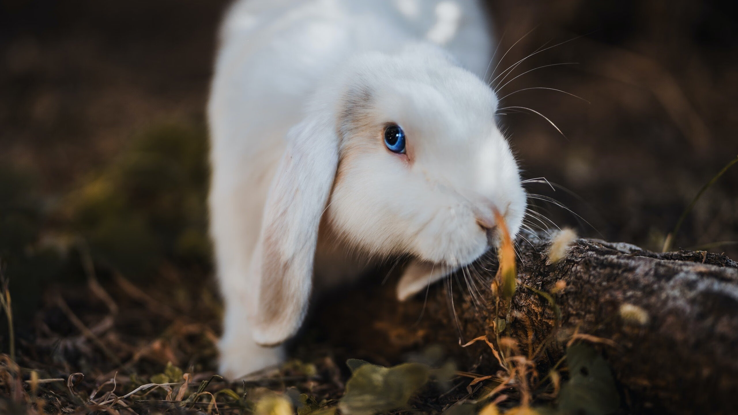 【高效训练】奥沙利文每日必做的攻守结合训练法，奥沙利文的技术分析